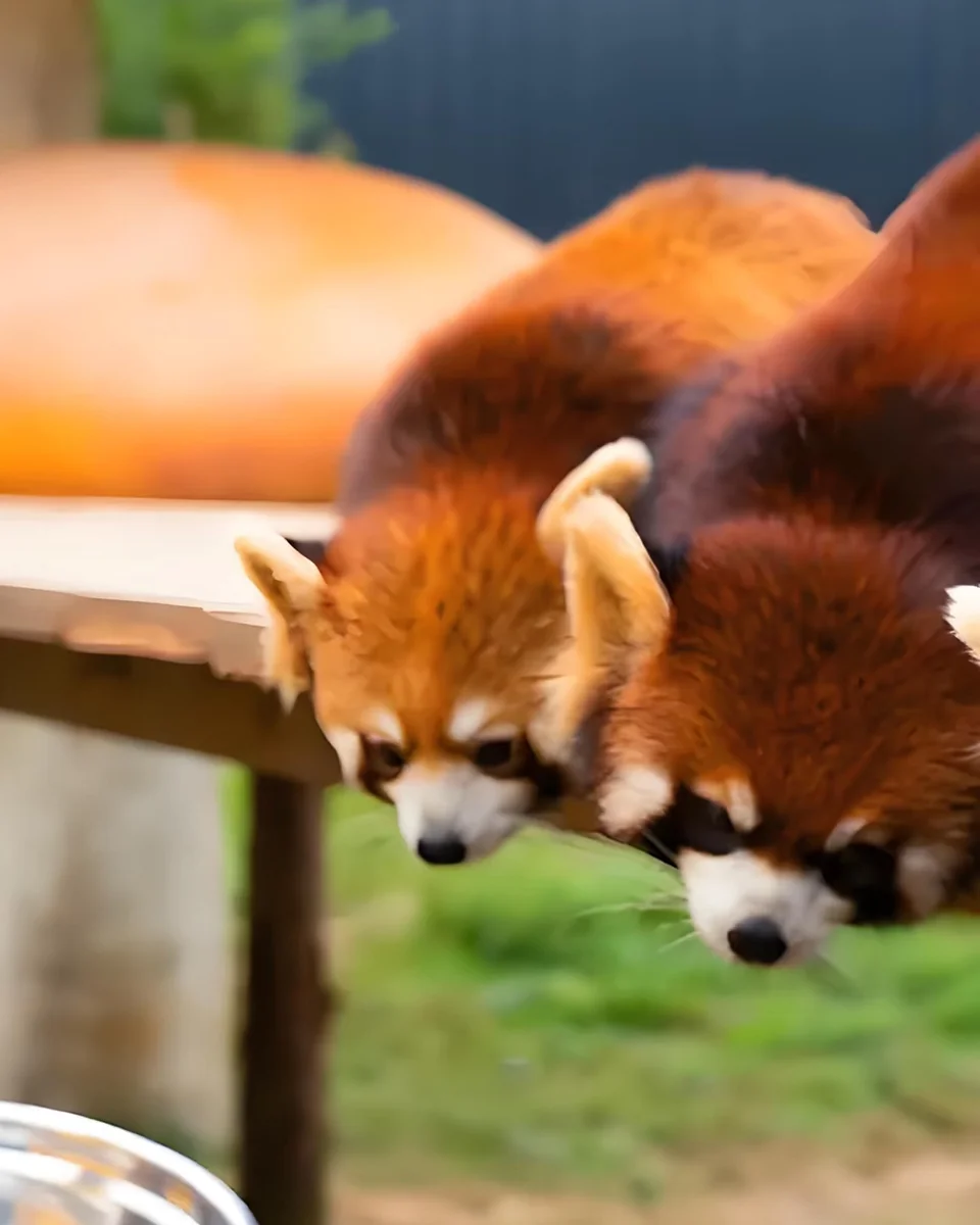 Chengdu Red Panda Forest: A Must-Visit Nature Adventure for Families and Kid