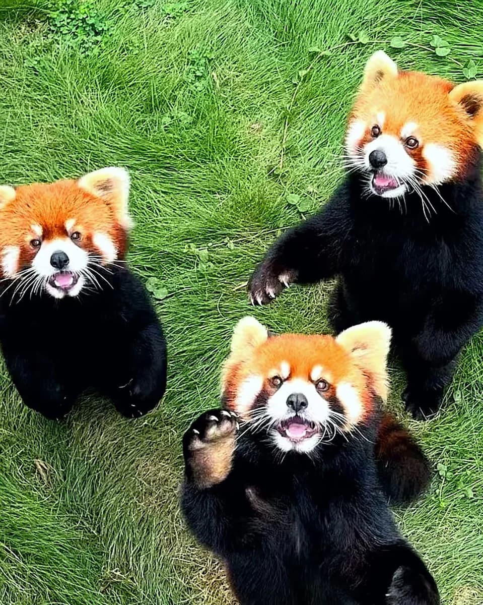 Red Panda