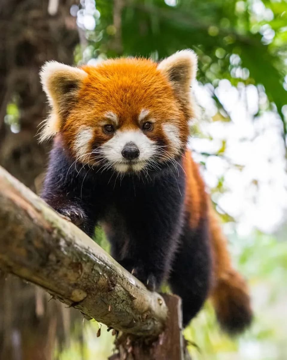 Red Panda