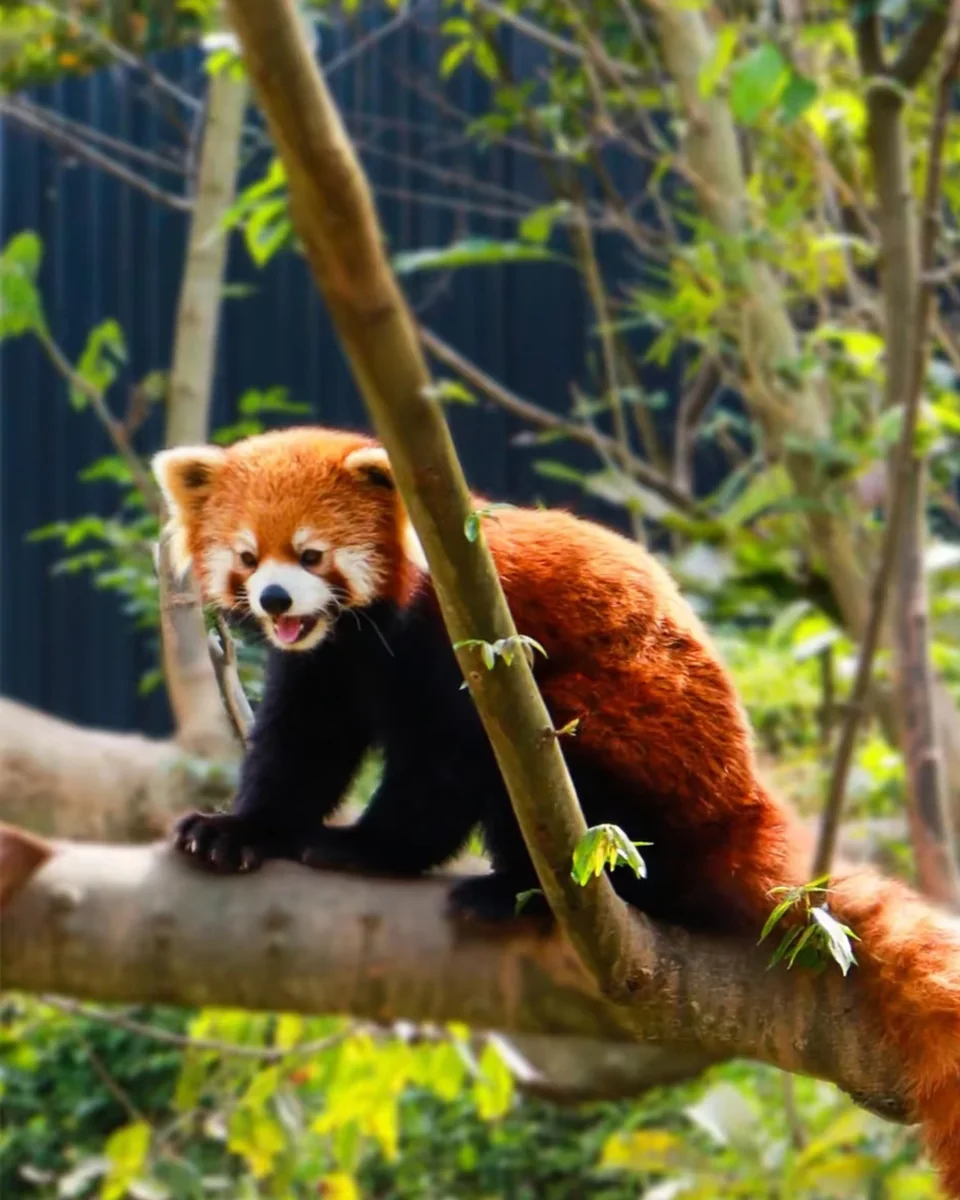Red Panda