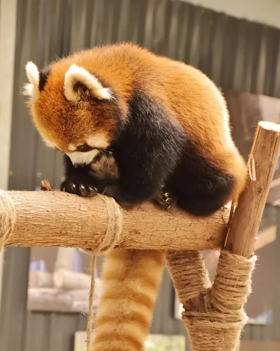 Red Panda