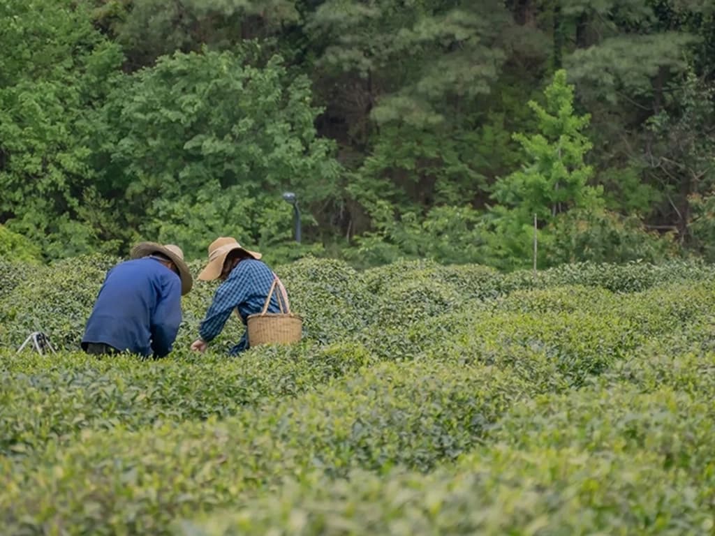 Hangzhou Tea Culture Guide: Best Places to Visit & Buy Tea