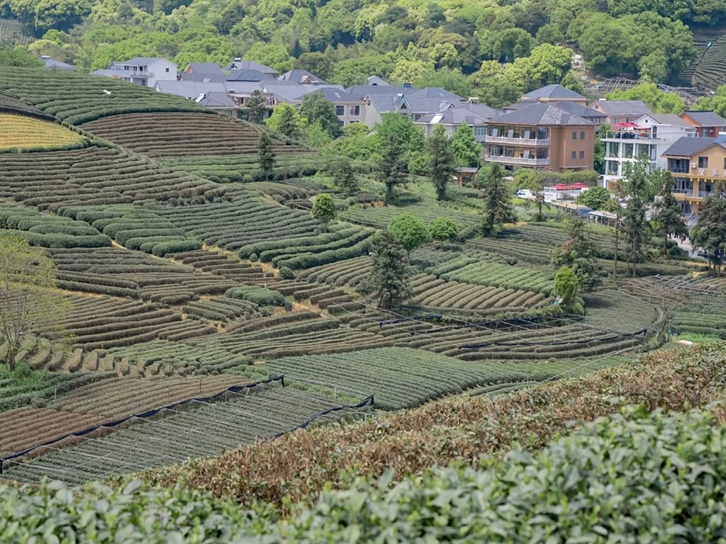 Longwu Tea Village