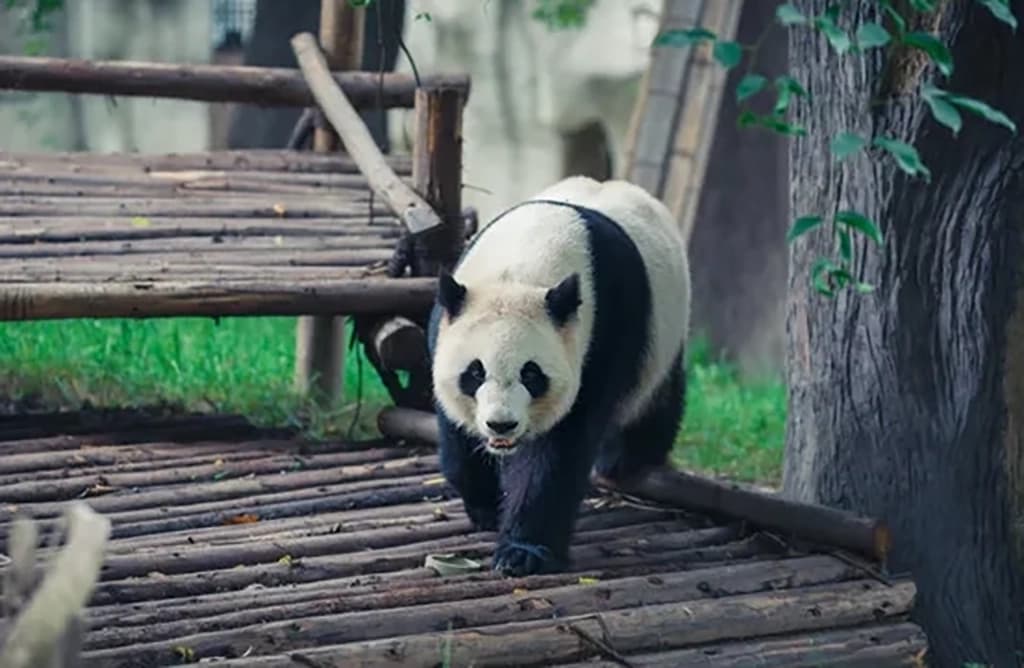 Jiuzhaigou Itinerary panda