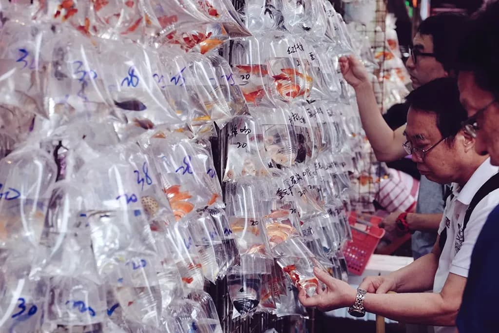 Mong Kok Goldfish Market