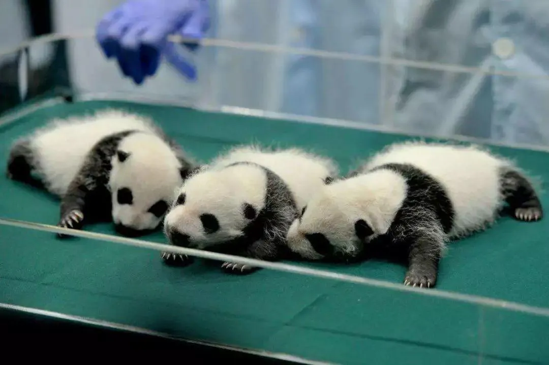 Chengdu Panda Base Guide: Tickets, Tours & Visitor Tips