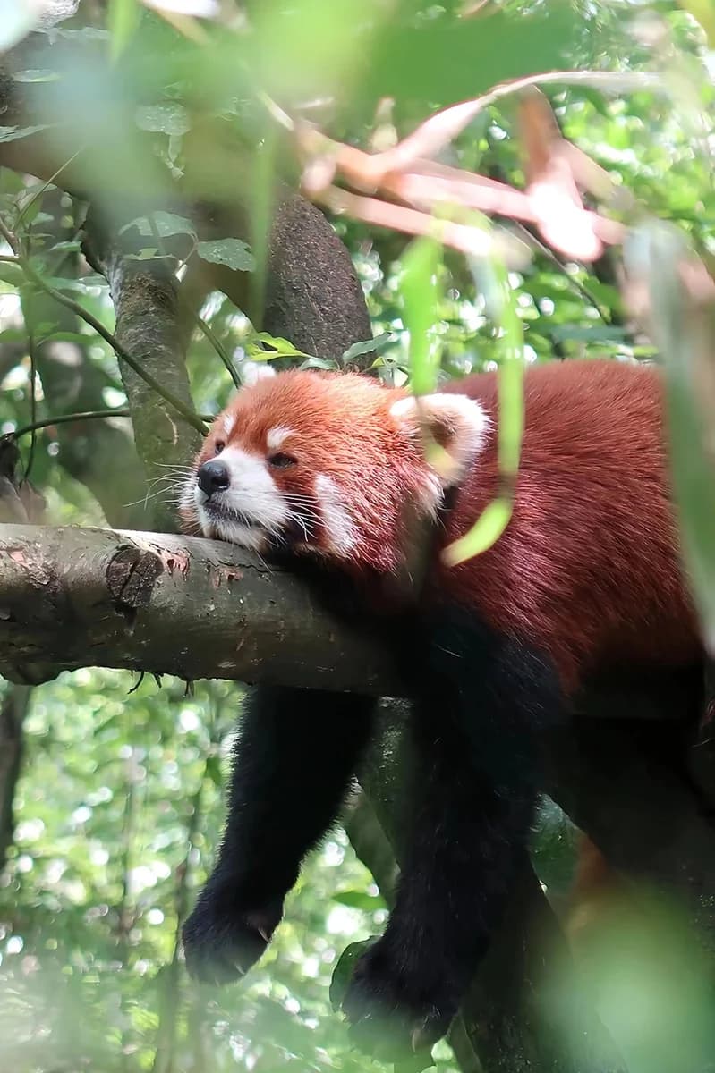 Red Panda Conservation