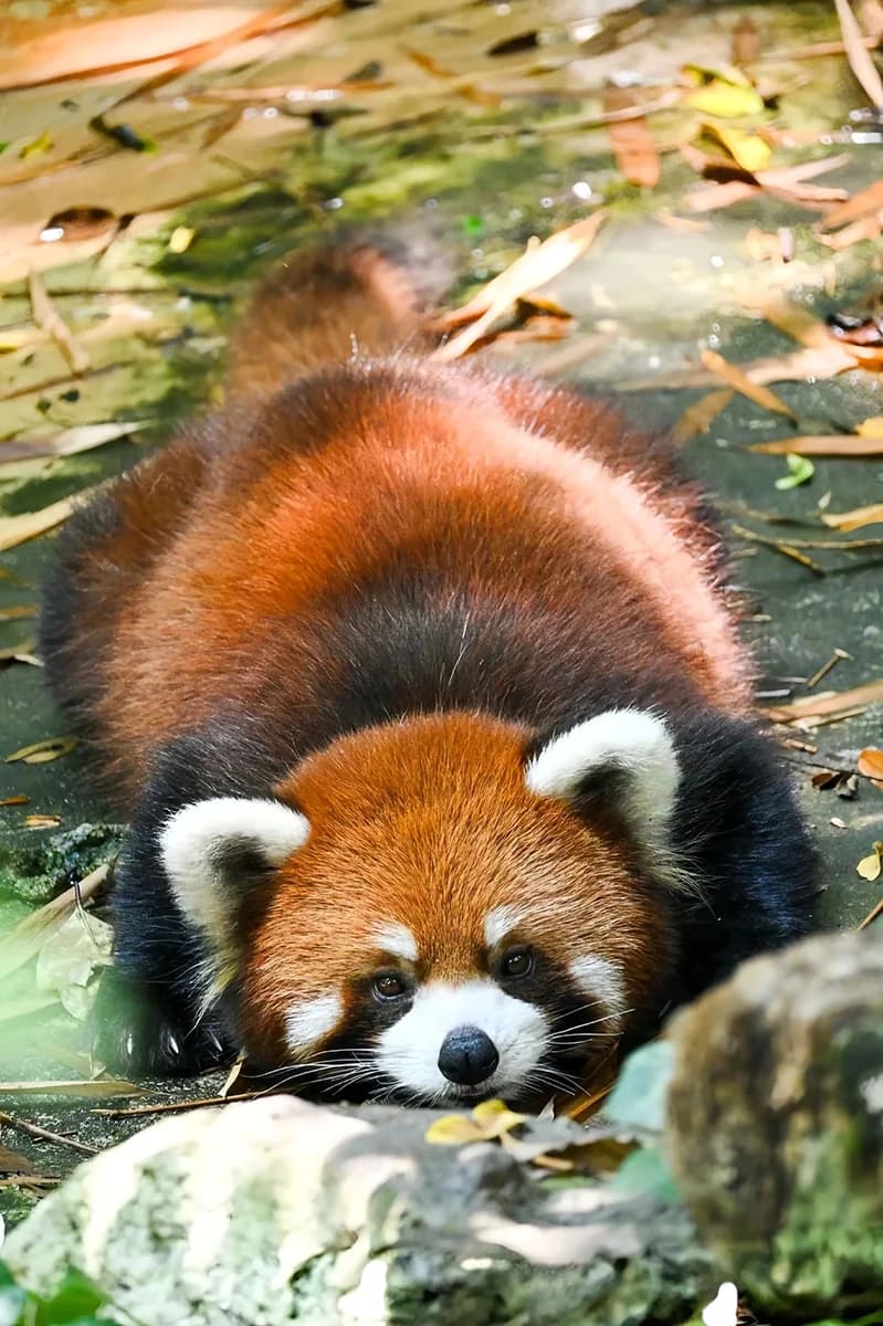 Red Panda Conservation