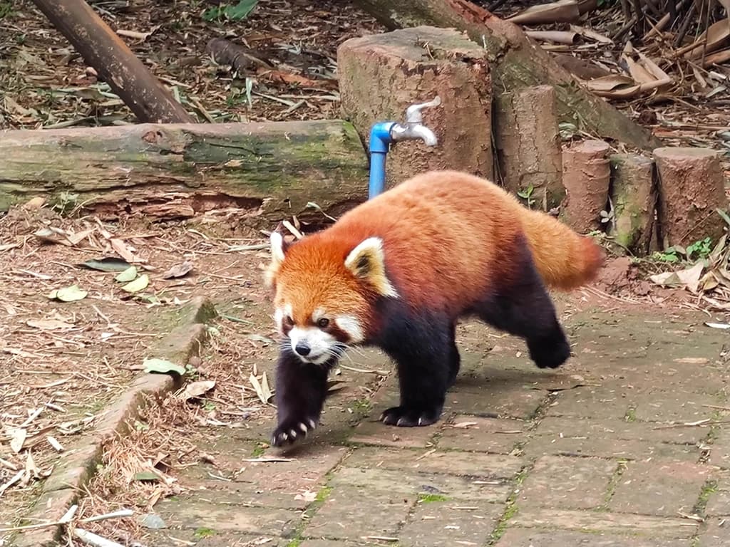 Red Panda Conservation