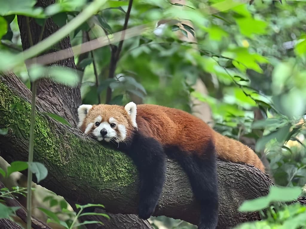 Red Panda Conservation