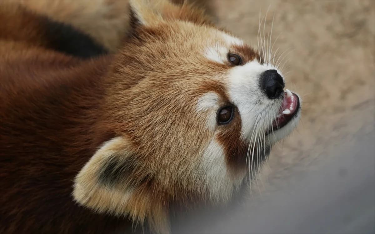 Where to Enjoy Red Pandas in Chengdu: Top Spots & Best Experiences