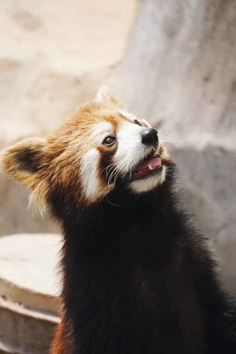 Red Pandas