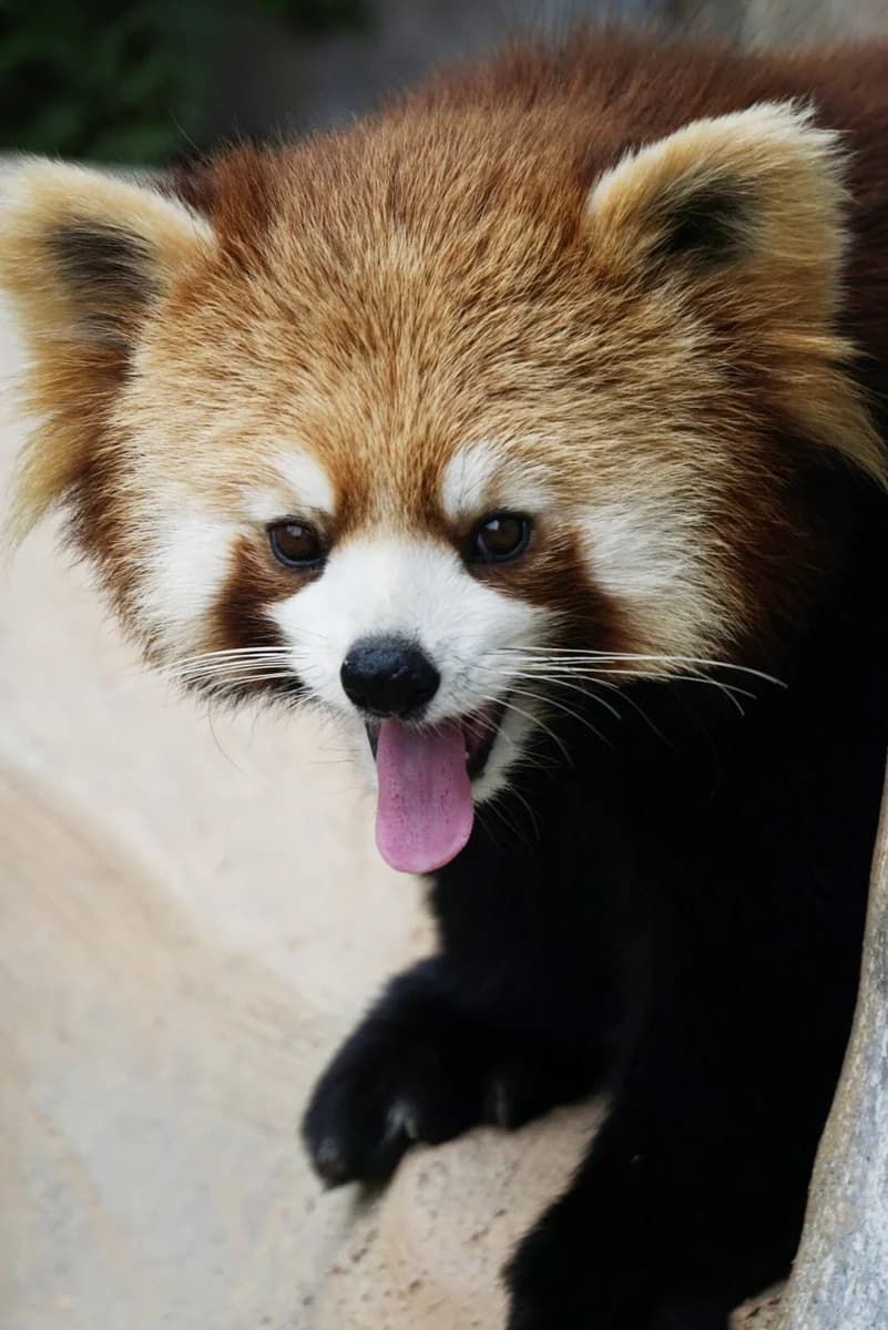 Red Pandas