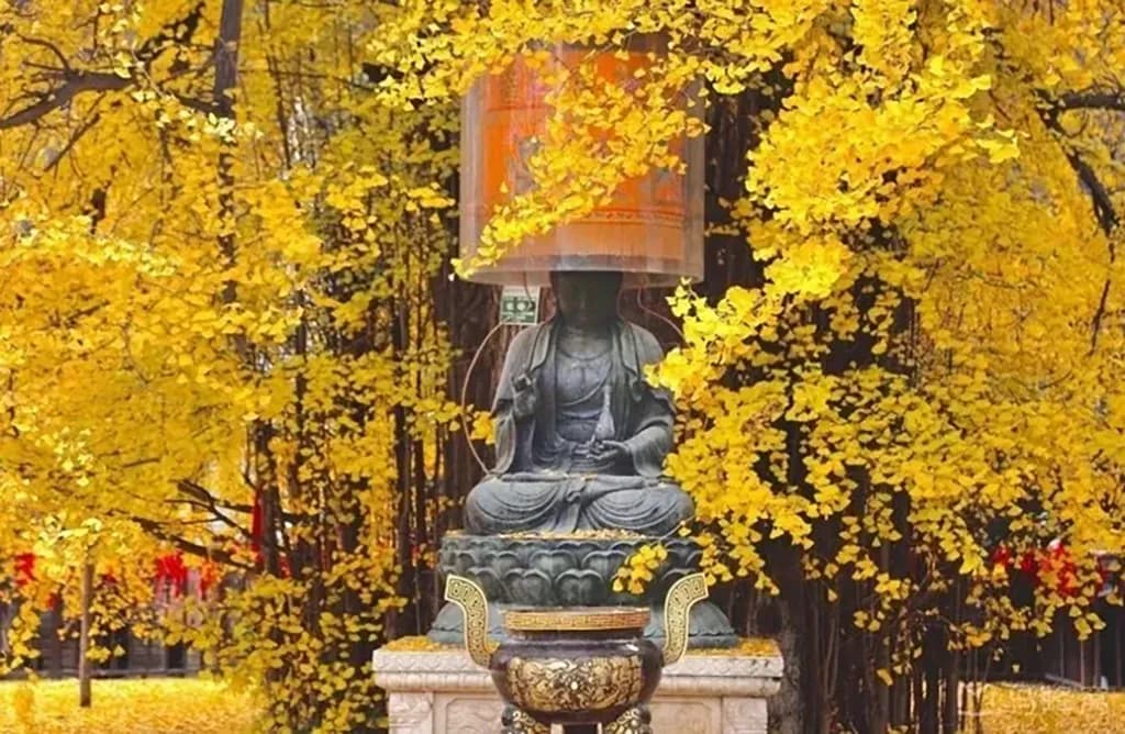 Xi’an Ancient Ginkgo Tree: Li Shimin’s Legacy & Visitor Guide