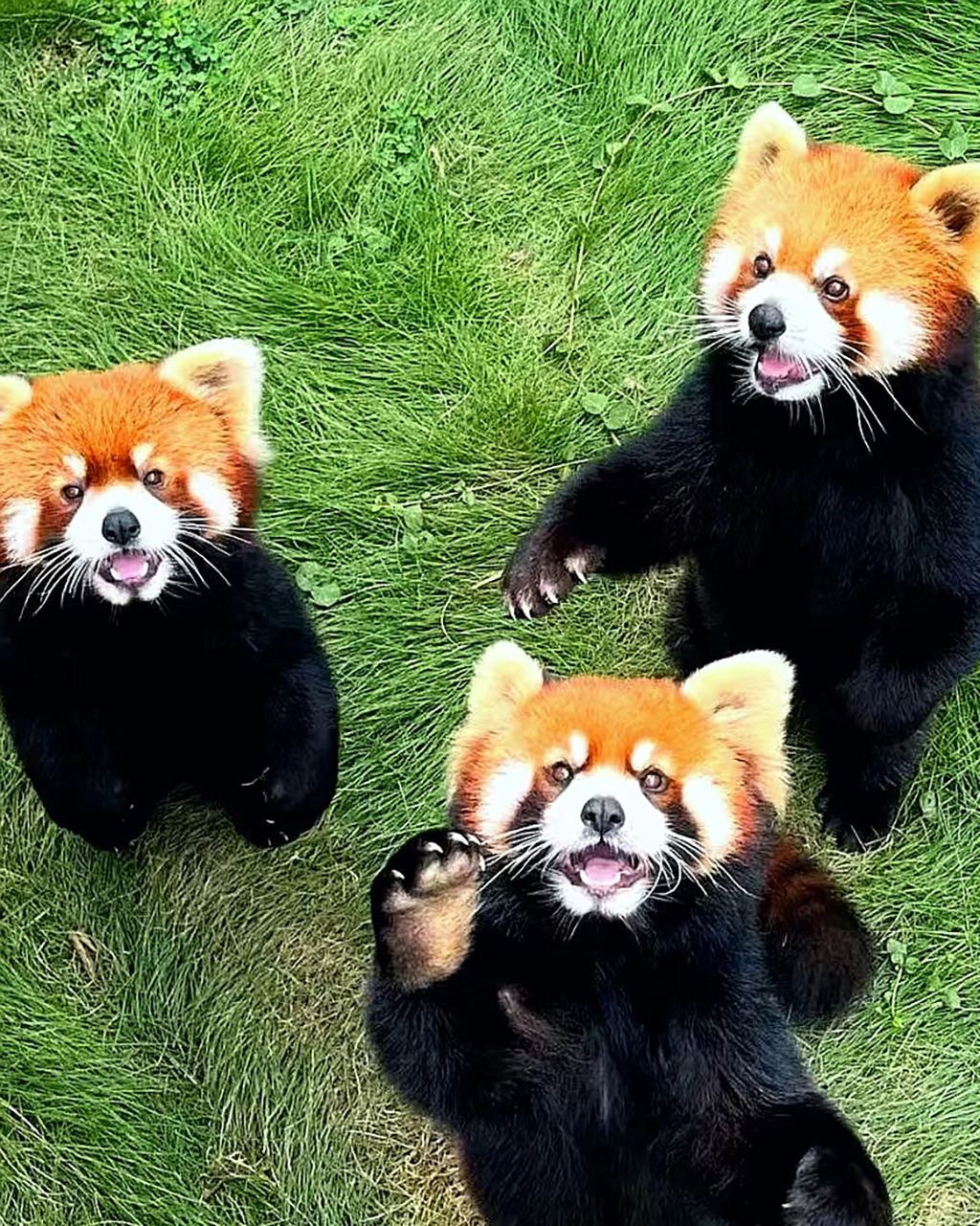 Chengdu Red Panda Forest: A Must-Visit Nature Adventure for Families and Kid