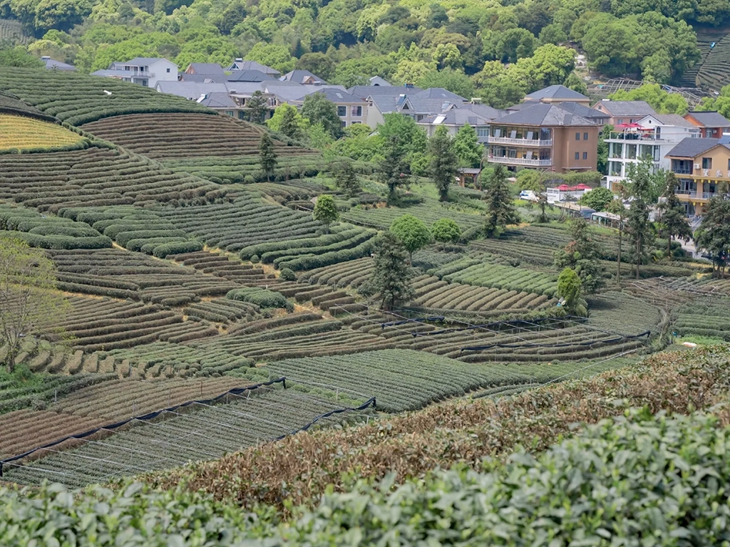 Hangzhou Tea Culture Guide: Best Places to Visit & Buy Tea