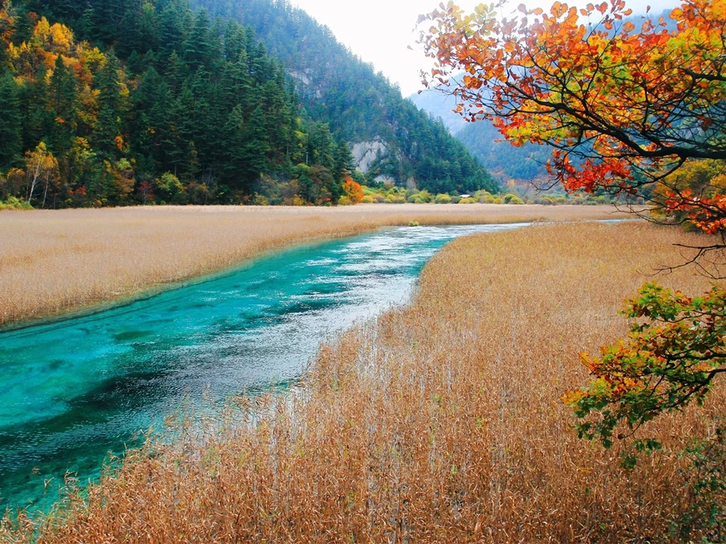 Jiuzhaigou Reed Lake (Luweihai)