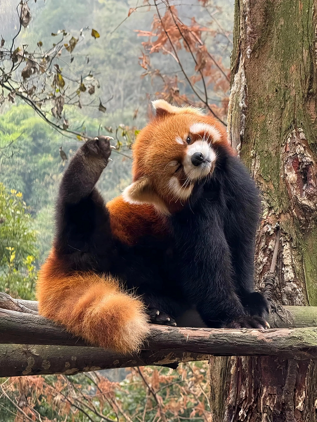 Red Panda: Endangered Fire Fox & Conservation Efforts to Save Them
