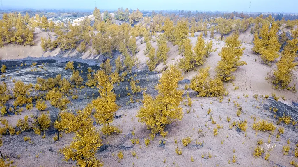 Dunes meet oases in the reforested Maowusu Desert, where the battle against desertification has created striking contrasts.