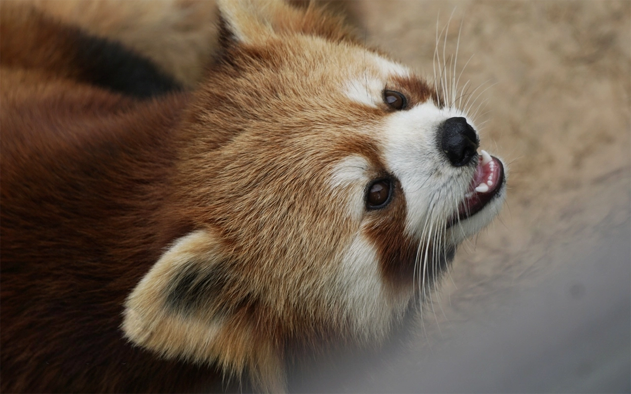 Where to Enjoy Red Pandas in Chengdu: Top Spots & Best Experiences