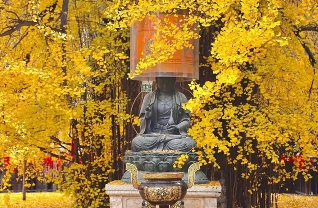 Xi’an Ancient Ginkgo Tree: Li Shimin’s Legacy & Visitor Guide